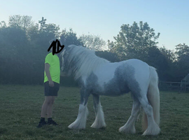 Filly cob pony