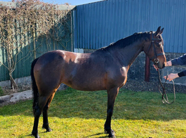 Super young welsh partbred mare