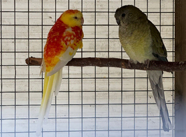 2 red rumped parakeets