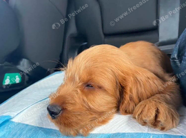 Cockapoo Puppy