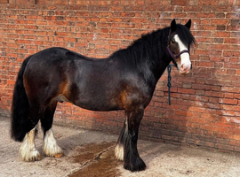 12.2/12.3hh mini cob