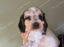Cocker Spaniel Pups