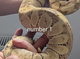 Various ball pythons for sale