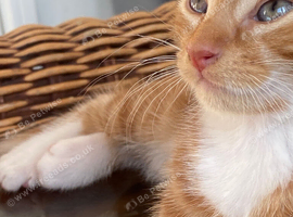 Beautiful kittens for sale