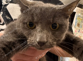 British blue shorthair cross kittens