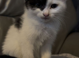 Kittens available for new homes, 9 weeks old, litter trained, eating food