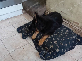 Germanshepherd  pup for Sale