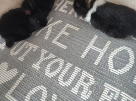 3 Lion head Bunnies