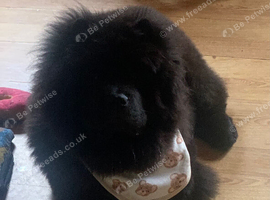 Stunning black chow chow