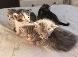 Kittens