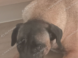 Female belgium shepard mali