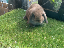 Chocolate mini lop baby rabbits boys