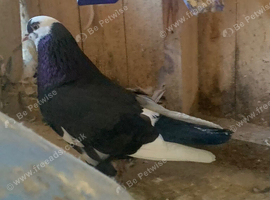 Tumbler cocks for sale