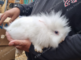 Lionheads
