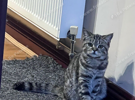 British shorthair mixed