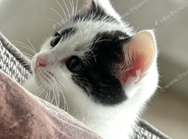 Gorgeous little boy