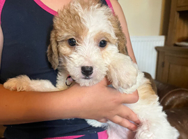 Poogles beagle x mini poodle