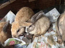 No time wasters please if these are still showing they are still available. I have 2 bunnies looking for a loving home. They can go separate