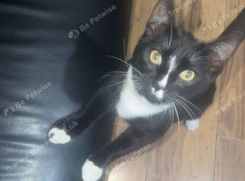 Selling 2yr old tuxedo cat