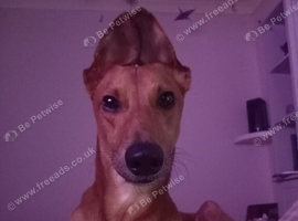 Bambi the lurcher