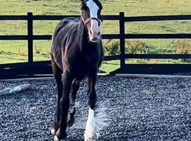 "Traditional black cob to mature to 15.2hh