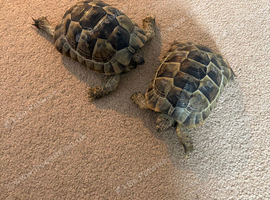 Spur thighed tortoises