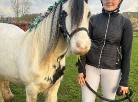 Family Pony for Loan