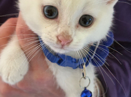 Ragdoll x Ragdoll bsh stunning pure white kitties READY NOW