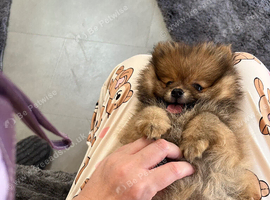 Pomeranian puppy