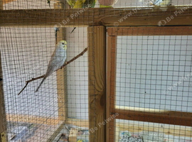 Budgies
