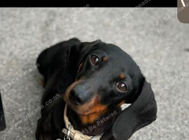 Miniature dachshund girl