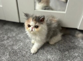 Beautiful Persian kitten