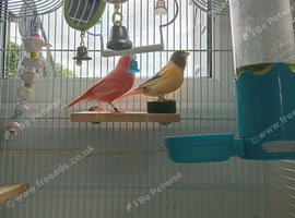 2 male canary