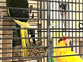 2 lush baby Kākāriki