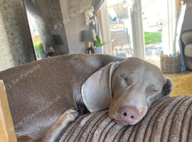 Male dachshund Stud wanted