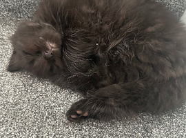 Fluffy kittens