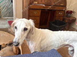 Saluki x Gs