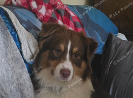 Australian shepard bitch