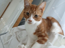 Beautiful cat for sale