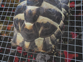 2 year old horsfield tortoise
