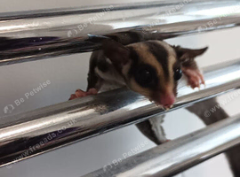 2 male gliders for sale