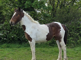Yearling filly