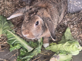 2 12 month rabbits for sale dwarf Netherlands breed