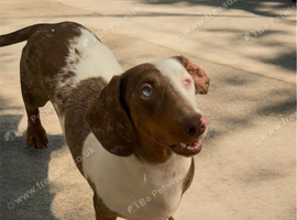 Beautiful Dachshund famale in need new home