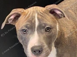 Staffordshire bull terrier female