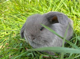Adorable Mini Lop Babies