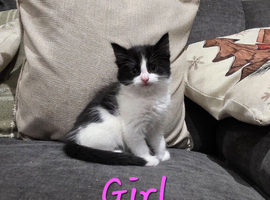 Kittens for sale