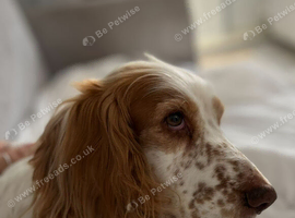 Rehoming
