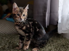Pedigree Bengal Kitten TICA, ready now!