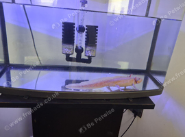 Axolotl for sale